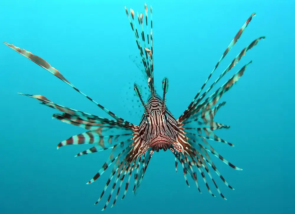 Lionfish (Pterois volitans)