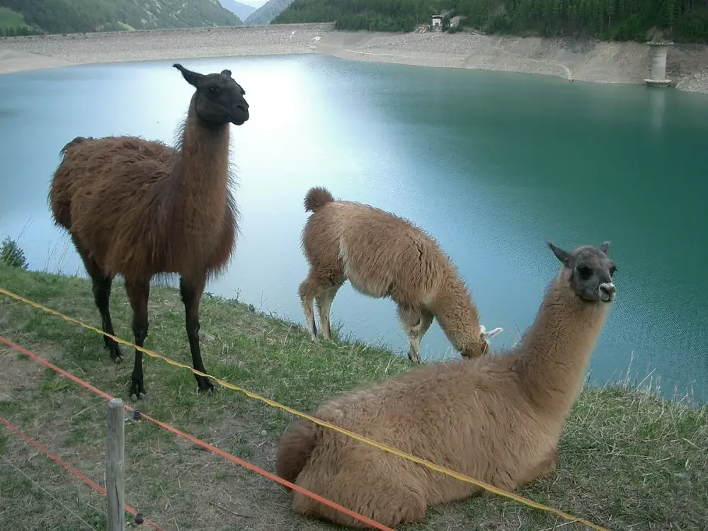 Llama (Lama glama)