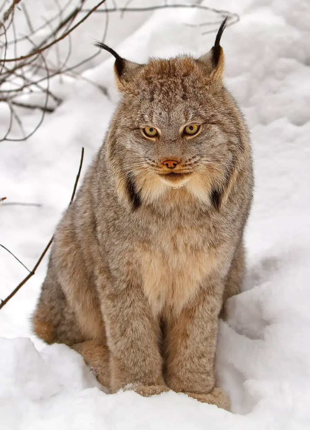 Lynx (Lynx canadensis)