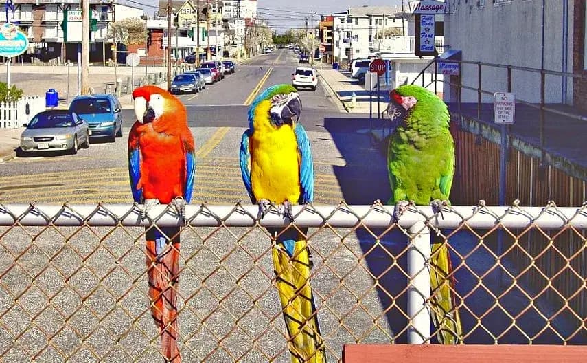 Macaw (Ara sp.)