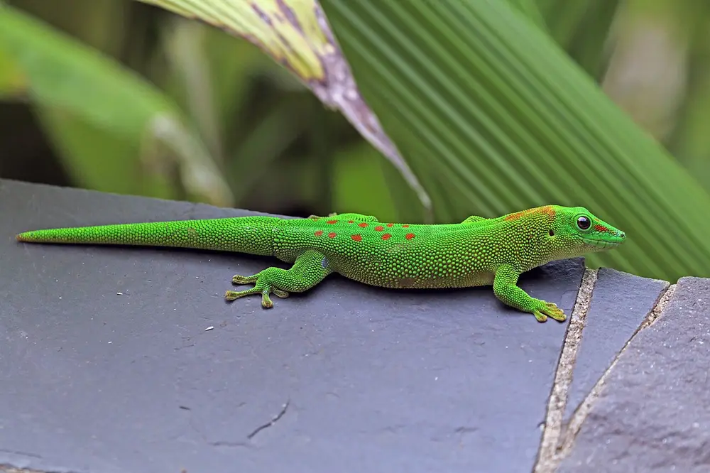 Madagascar Giant Day Gecko (Phelsuma grandis)
