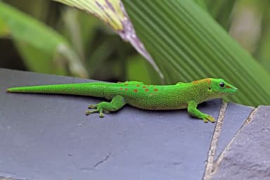 Madagascar Giant Day Gecko (Phelsuma grandis)