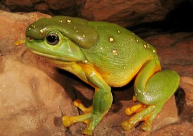 Magnificent Tree Frog (Litoria splendida)