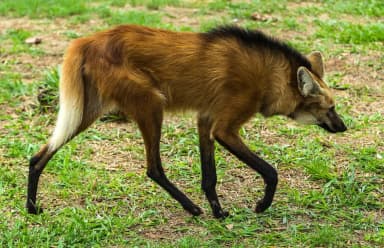 Maned Wolf (Chrysocyon brachyurus)