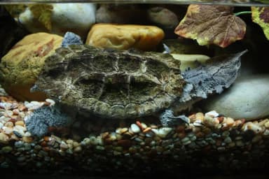 Matamata (Chelus fimbriatus)