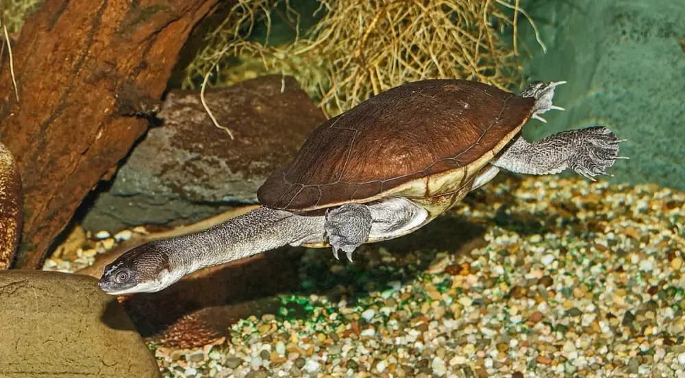 McCord's Snake-necked Turtle (Chelodina mccordi)