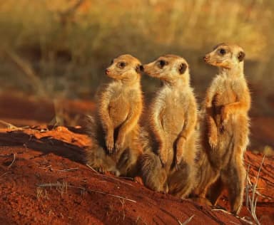 Meerkat (Suricata suricatta)