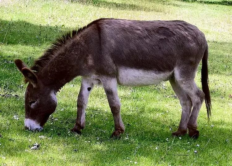 Miniature Donkey (Equus asinus)