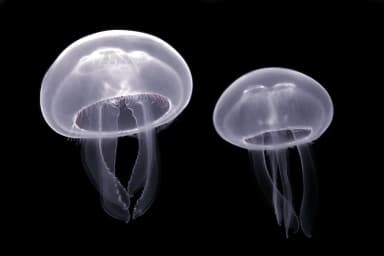 Moon Jelly (Aurelia aurita)