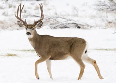 Mule Deer (Odocoileus hemionus)