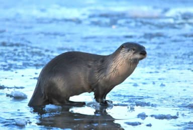 North American River Otter (Lontra canadensis)