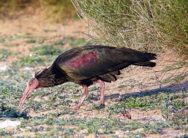 Northern Bald Ibis (Geronticus eremita)