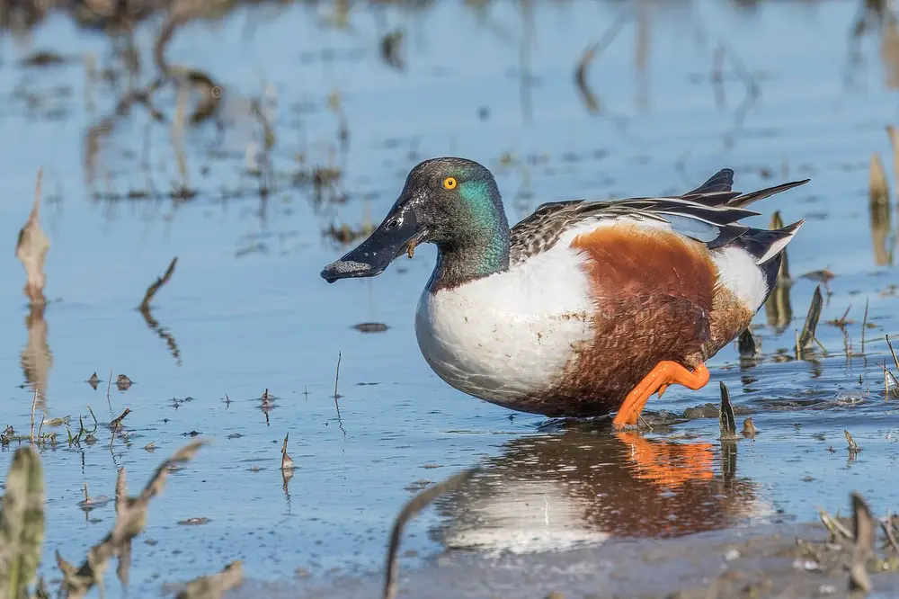 Northern Shoveler (Spatula clypeata)