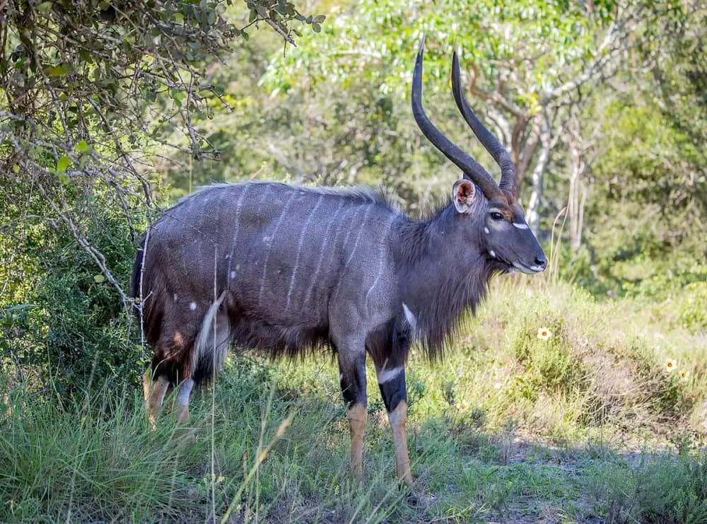 Nyala (Tragelaphus angasii)