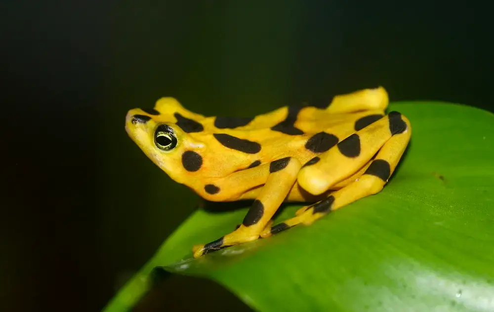 Panamanian Golden Frog (Atelopus zeteki)