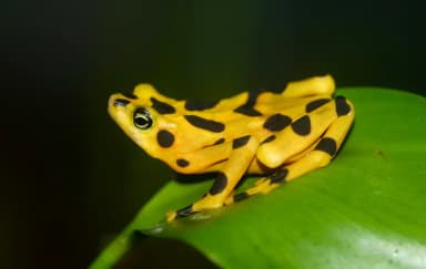Panamanian Golden Frog (Atelopus zeteki)