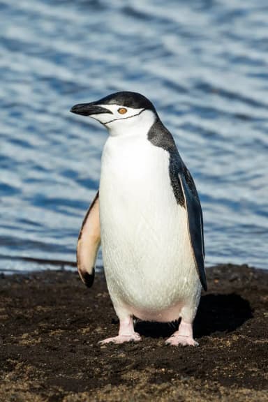 Penguin (Spheniscidae)