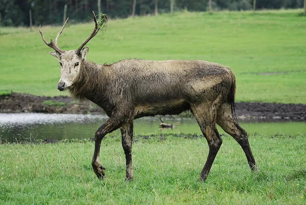 Père David's Deer