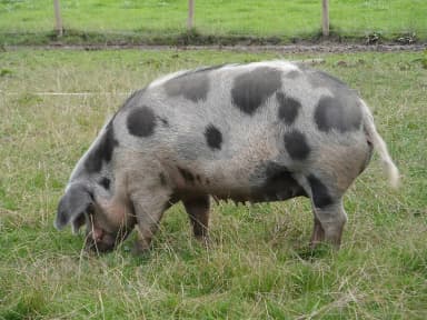 Pig (Sus scrofa domesticus)