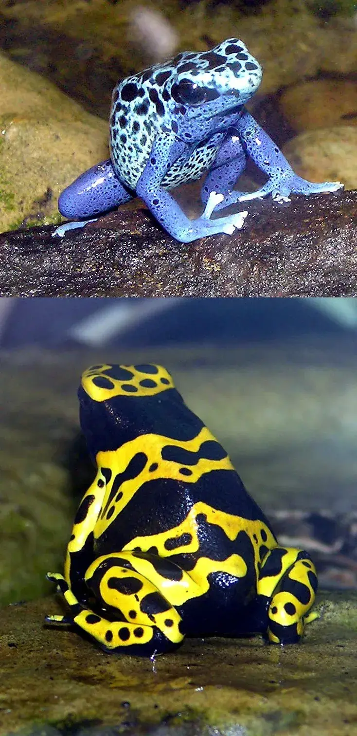 Poison Dart Frog (Dendrobatidae)