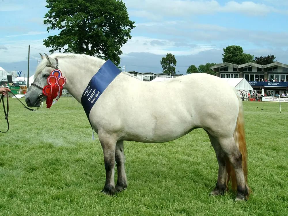 Pony (Equus caballus)