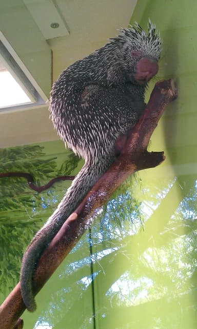Prehensile-tailed Porcupine (Coendou prehensilis)
