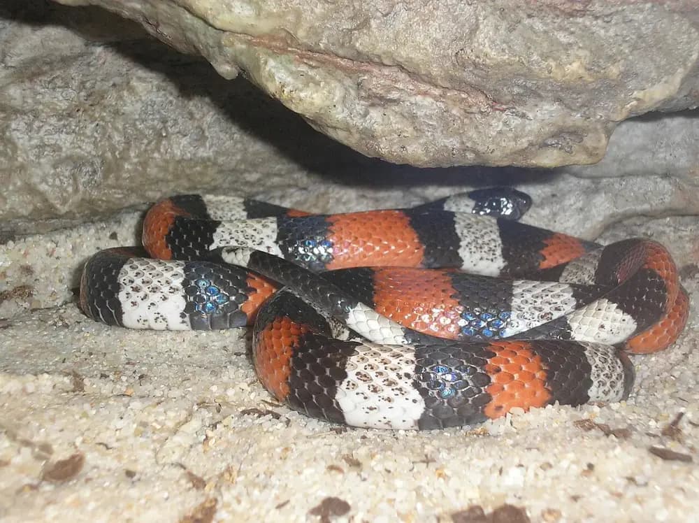 Pueblan Milk Snake (Lampropeltis triangulum campbelli)