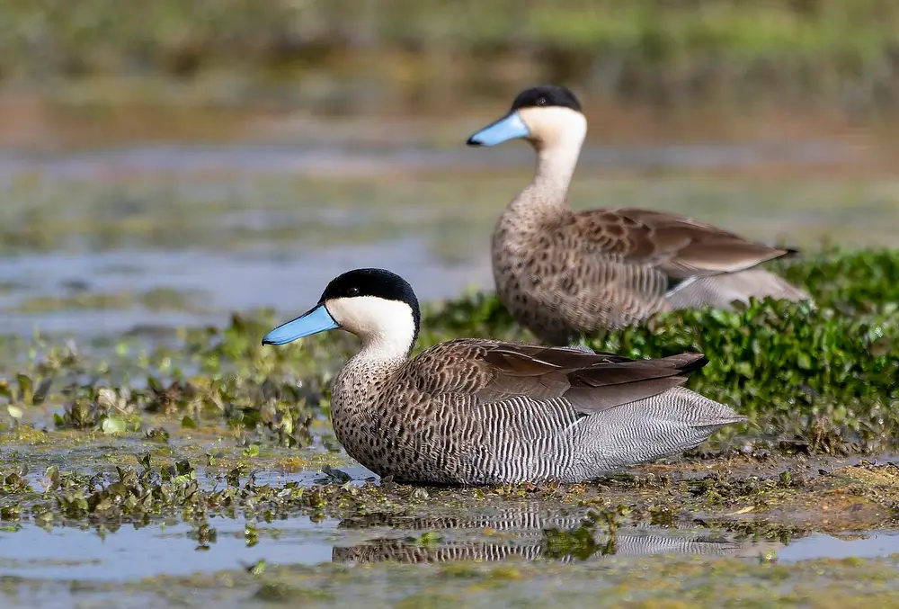 Puna Teal (Spatula puna)