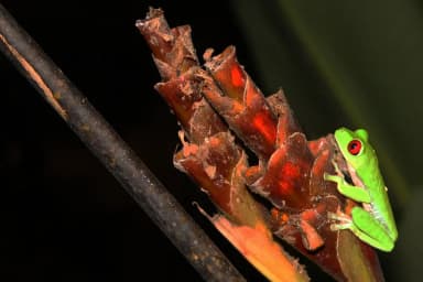 Red-eyed Tree Frog (Agalychnis callidryas)