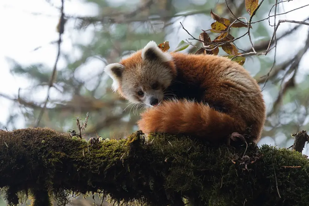 Red panda (Ailurus fulgens)