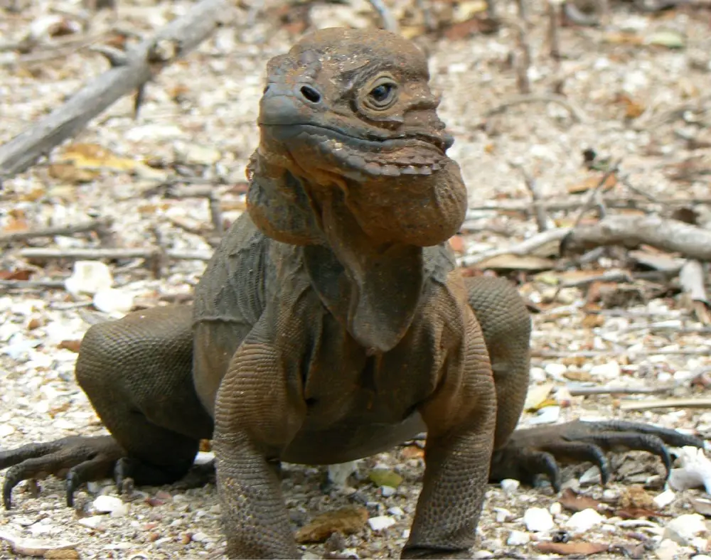 Rhinoceros Iguana (Cyclura cornuta)