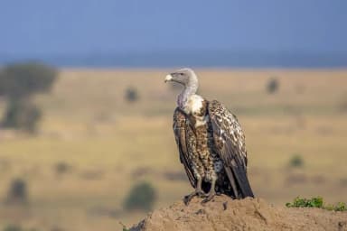 Ruppell's Griffon Vulture (Gyps rueppelli)