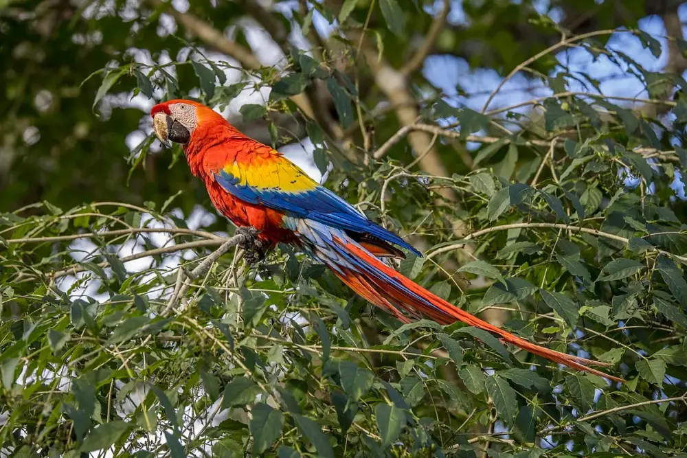 Scarlet Macaw (Ara macao)