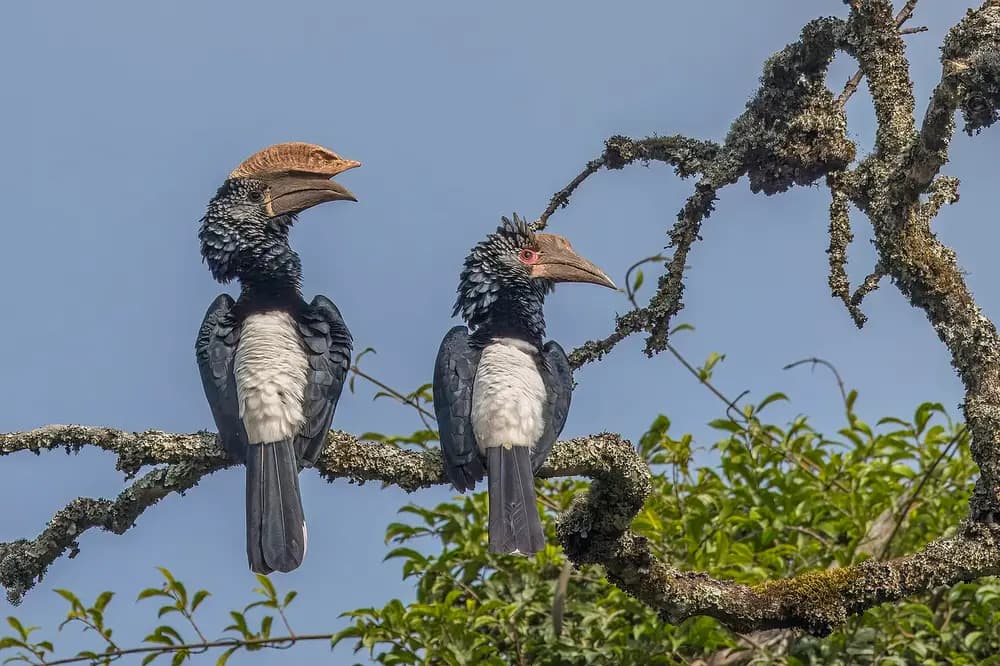 Silvery-cheeked Hornbill (Bycanistes brevis)