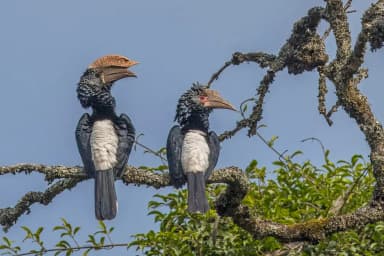 Silvery-cheeked Hornbill (Bycanistes brevis)