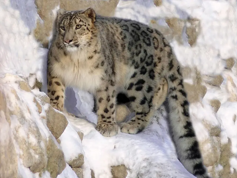 Snow Leopard (Panthera uncia)