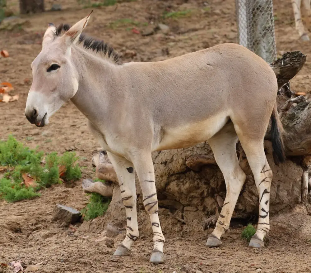 Somali Wild Ass (Equus africanus somaliensis)