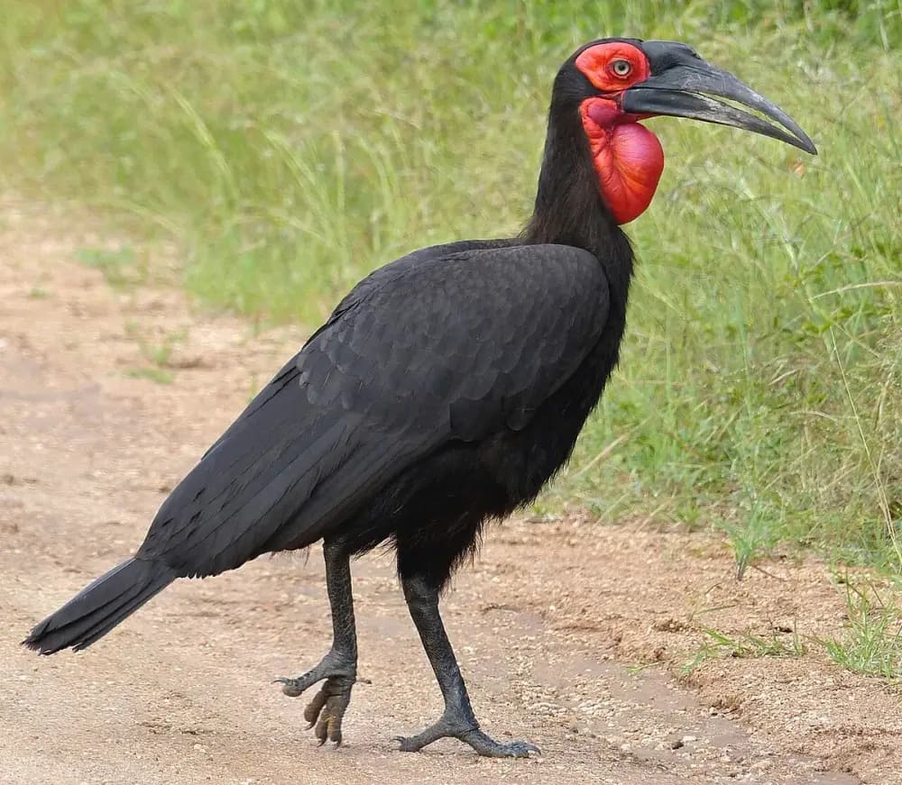 Southern Ground Hornbill (Bucorvus leadbeateri)