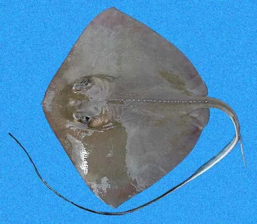 Southern Stingray (Hypanus americanus)