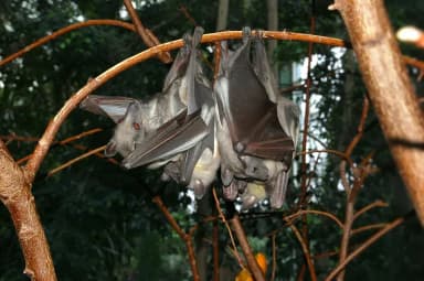 Straw-colored Fruit Bat (Eidolon helvum)
