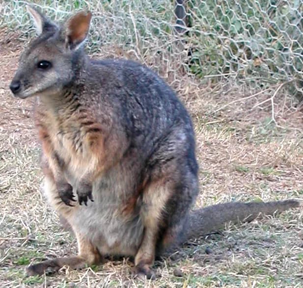 Tammar Wallaby (Notamacropus eugenii)
