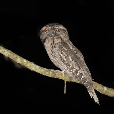 Tawny Frogmouth (Podargus strigoides)