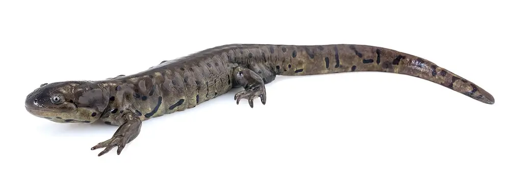 Tiger Salamander (Ambystoma tigrinum)