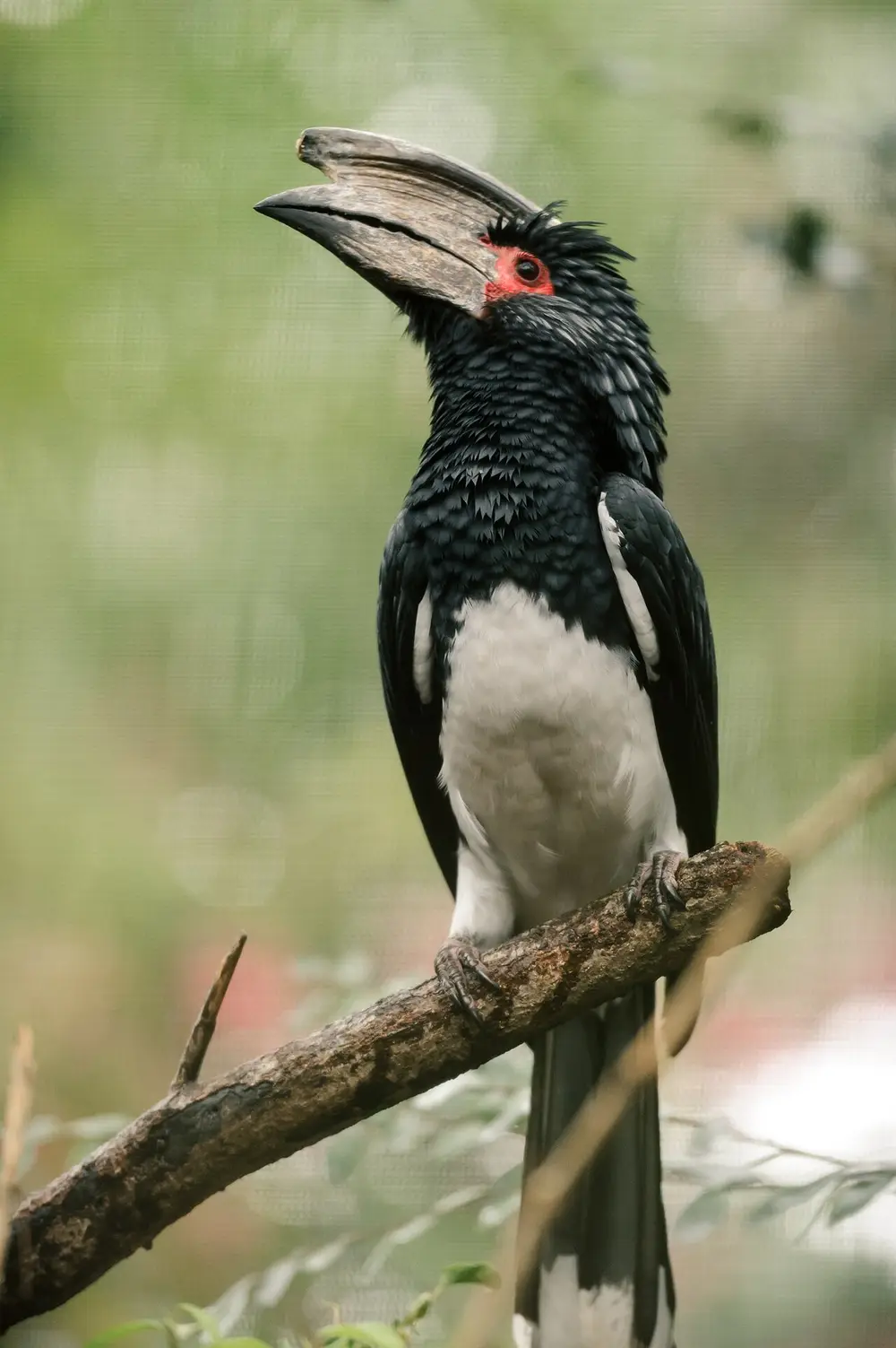 Trumpeter Hornbill (Bycanistes bucinator)