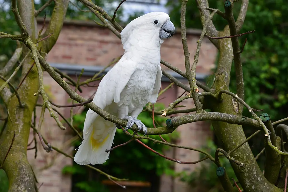 Umbrella Cockatoo (Cacatua alba)