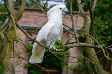Umbrella Cockatoo (Cacatua alba)