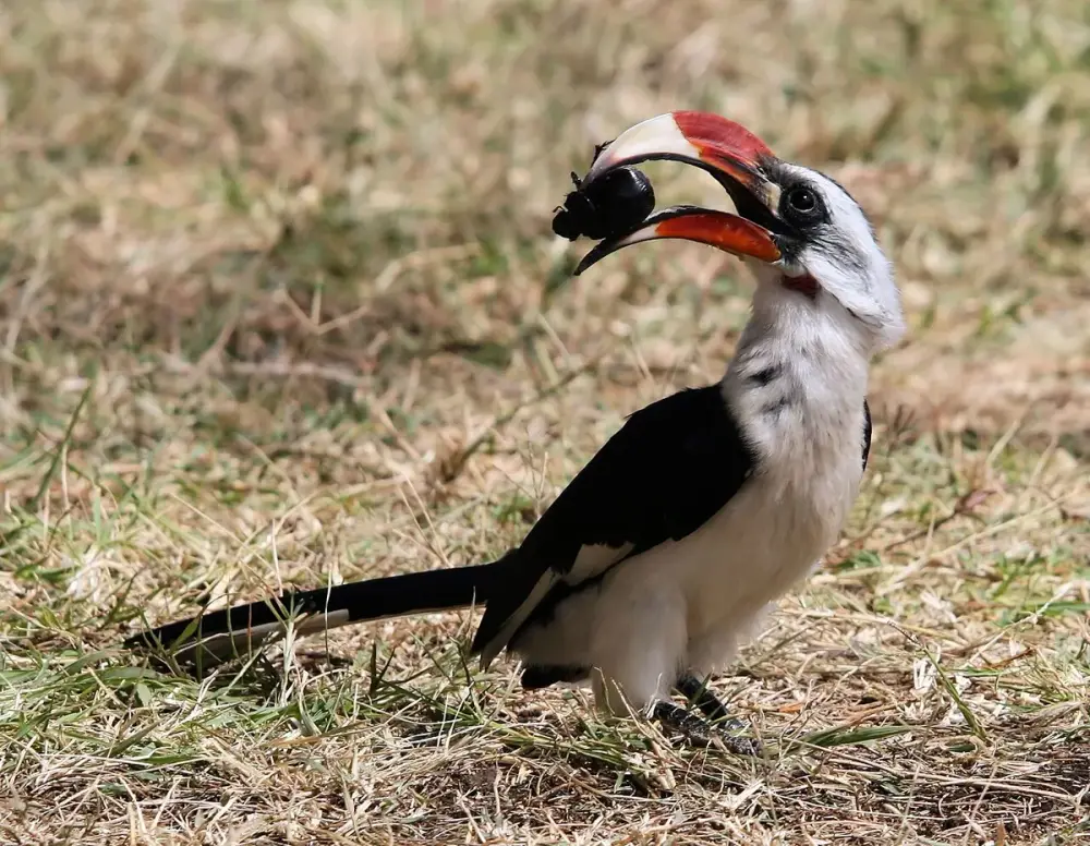 Von der Decken's Hornbill (Tockus deckeni)