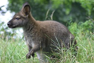 Wallaby (Macropodidae)