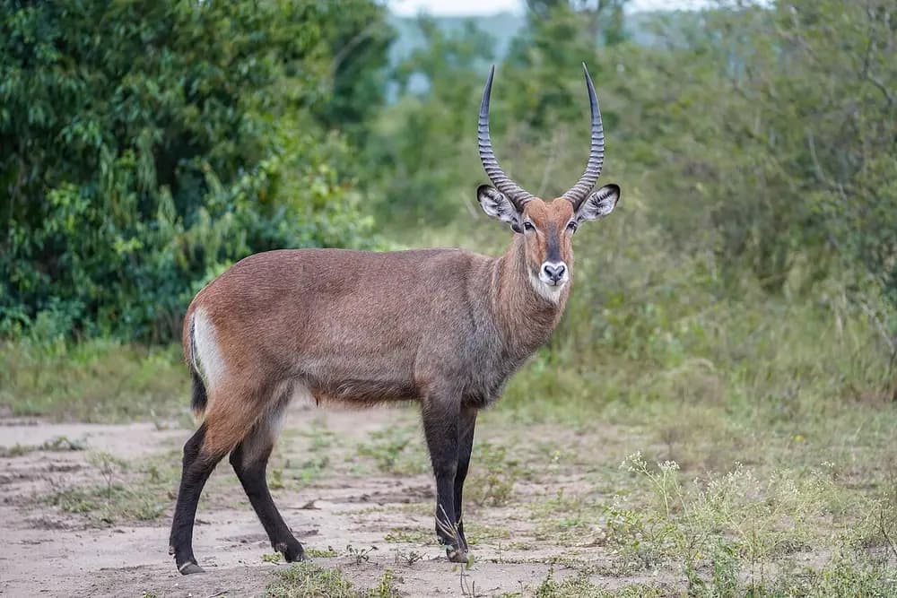 Waterbuck (Kobus ellipsiprymnus)
