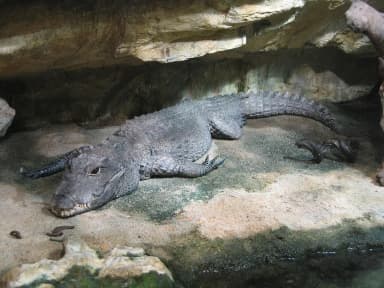 West African Dwarf Crocodile (Osteolaemus tetraspis)
